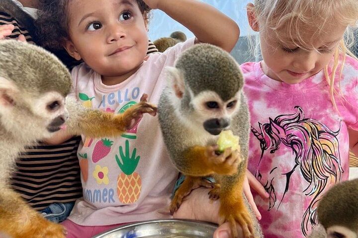 Damajagua Waterfalls and Monkey Private Van Tour