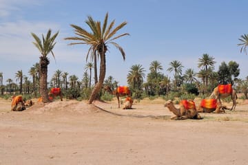 Private Camel Ride and Dinner in Agafay Desert near Marrakesh