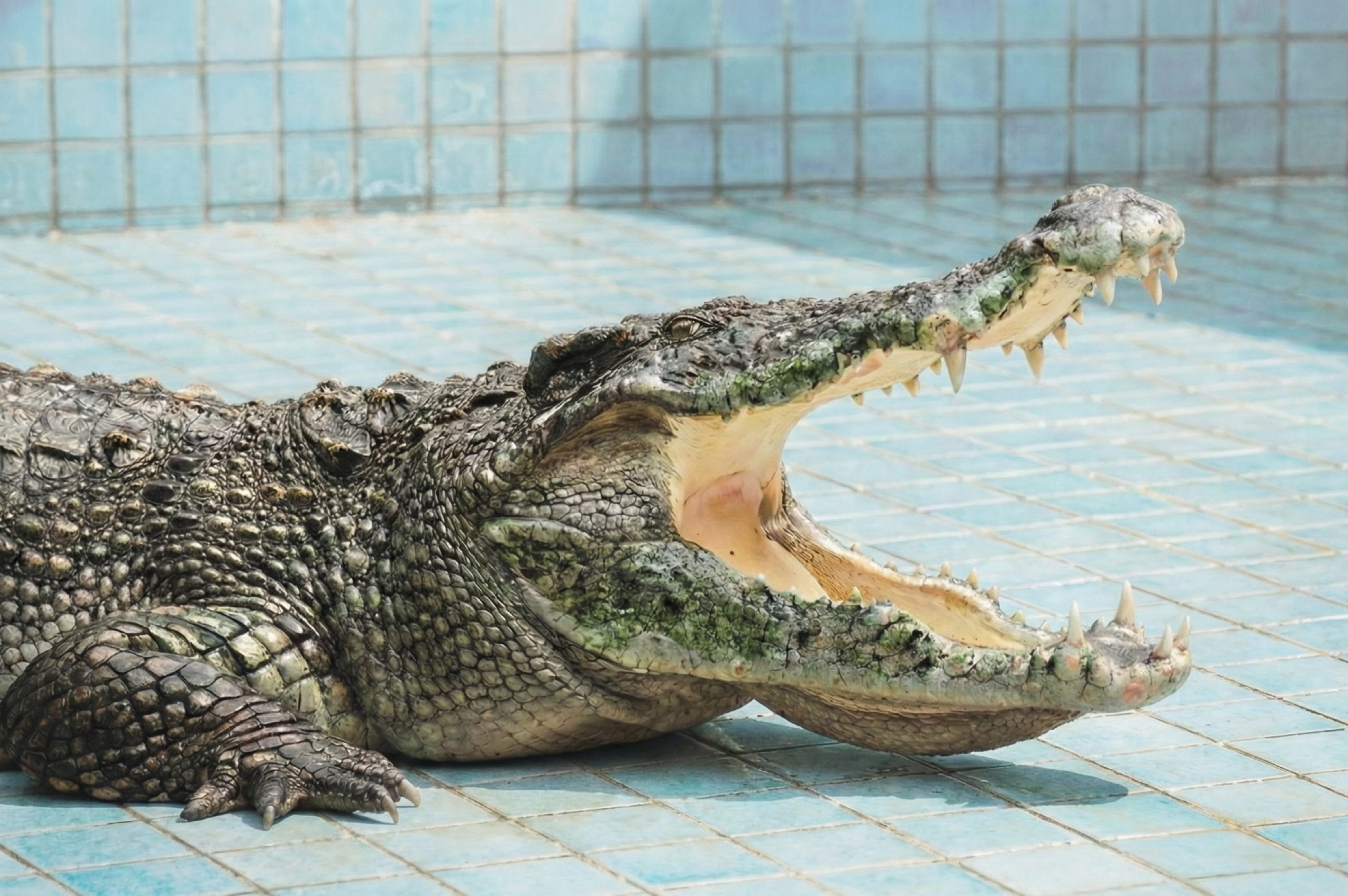 Side-view of a large, scaled crocodile with its powerful jaws wide open, showing many teeth, resting on a blue tiled surface.