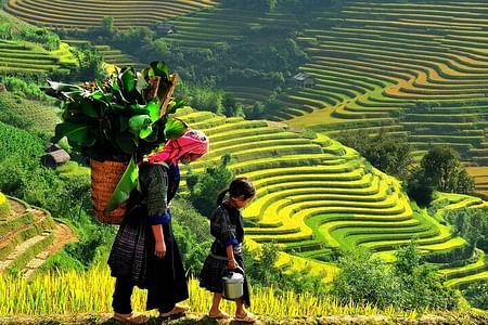 Hanoi to Sapa Trekking Tour: Experience Rice Terraces & Hill Tribe Culture