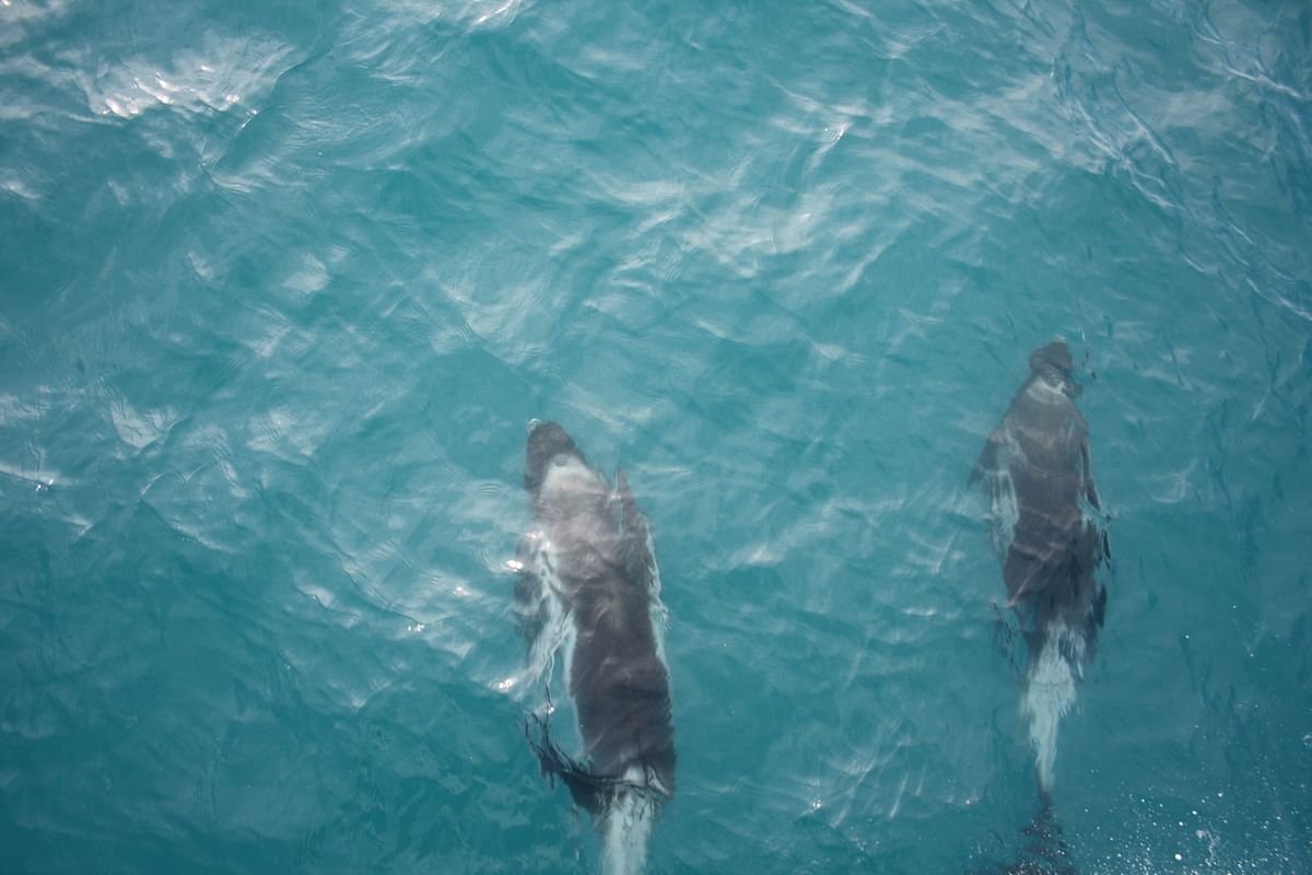 Whale Watching & Lava Show Reykjavik: Nature's Breathtaking Spectacle