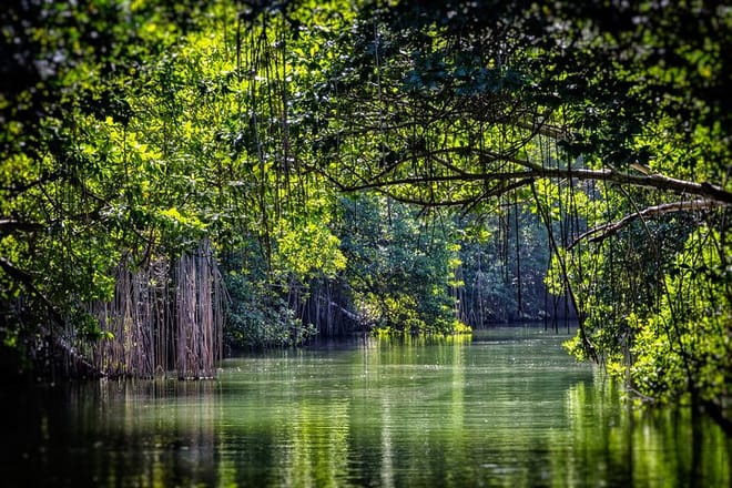 Lovers Lane @ Black River Safari