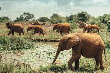 Private Tour in Nairobi Kenya with Dinner at Safari Park Hotel