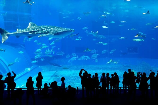 Dubai : Aquarium & Underwater Zoo: An Unforgettable Aquatic Adventure