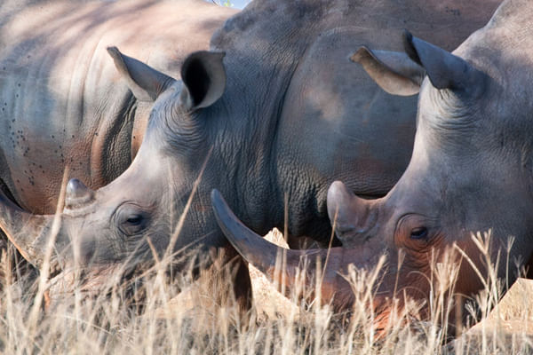 Scenic views of the Hluhluwe-iMfolozi Park wilderness