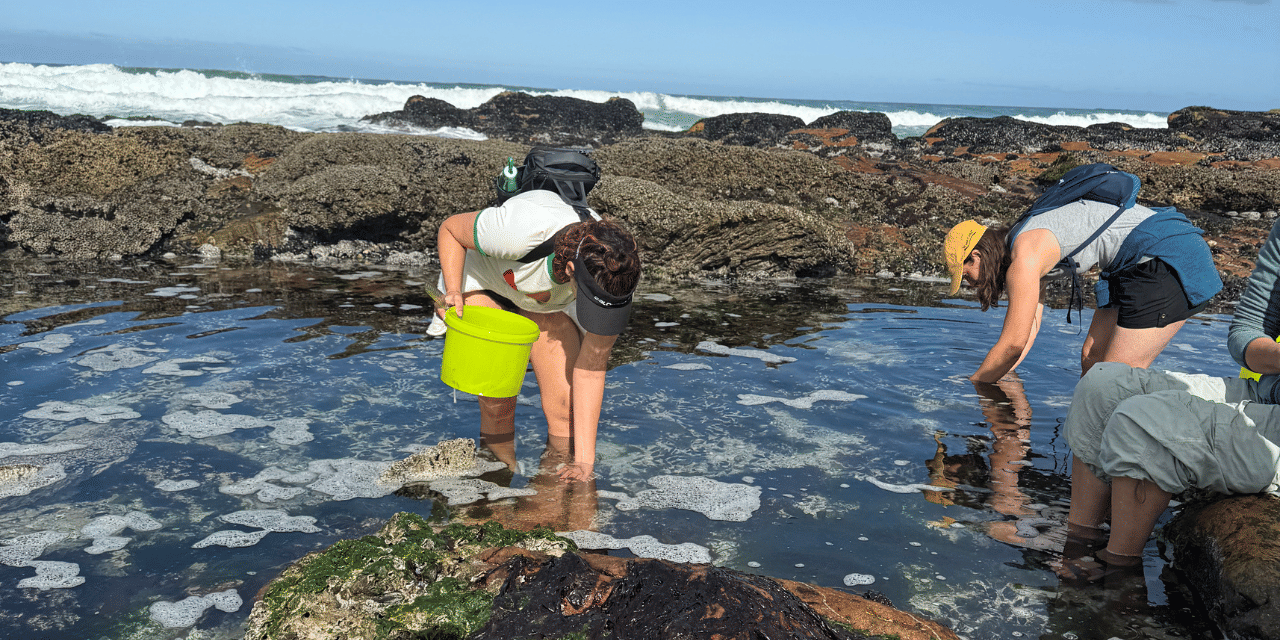 Scarborough: Coastal Foraging and Wild Food Lunch