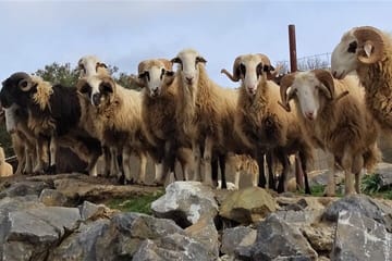 Private Guided Tour to Lasithi Plateau Villages & Olive Oil Mill
