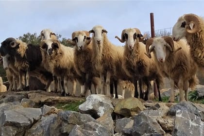 Private Guided Tour to Lasithi Plateau Villages & Olive Oil Mill
