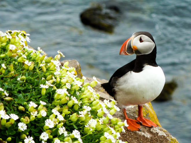 Whale and Puffin watching Hauganes from Akureyri w/Transfer