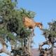 argan tree goats