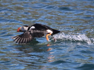 Reykjavík Classic Puffin Watching, photo 23