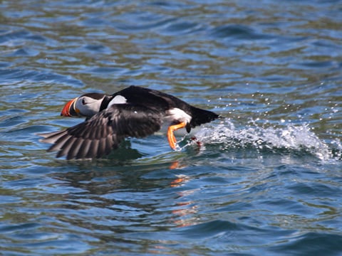 Reykjavík Classic Puffin Watching, photo 23
