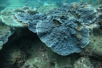 Snorkeling in Unawatuna 7