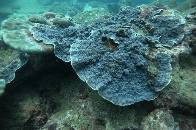 Snorkeling in Unawatuna 7