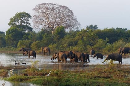 5 Day Wildlife Safari Tour in Sri Lanka