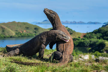Explore Komodo National Park on a 4-Day Adventure Tour