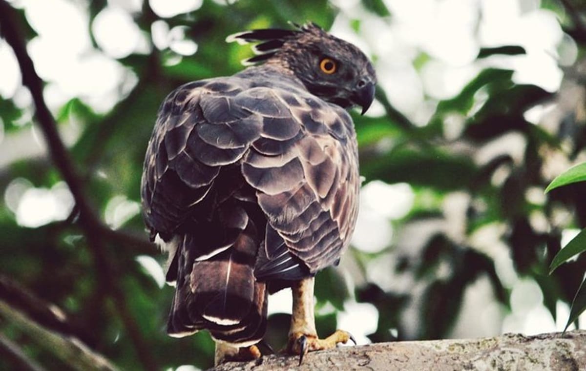 Udawalawa National Park Safari Tour From Ella