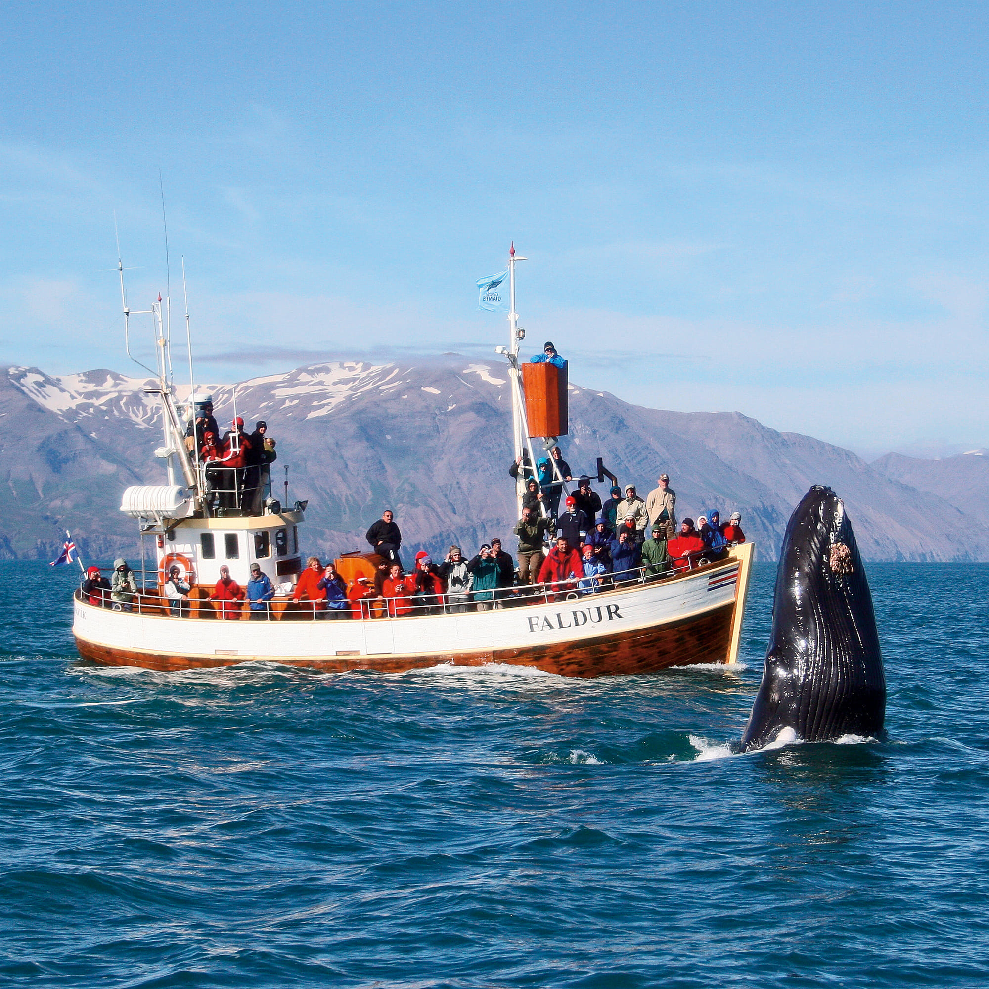 Gentle Giants Whale Watching from Husavik, Iceland - GG1 Whale Watching Tour on Traditional Oak boats with a local Family Company
