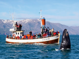 Gentle Giants Whale Watching from Husavik, Iceland - GG1 Whale Watching Tour on Traditional Oak boats with a local Family Company