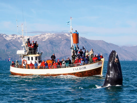 Gentle Giants Whale Watching from Husavik, Iceland - GG1 Whale Watching Tour on Traditional Oak boats with a local Family Company