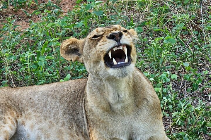 Full Day Tour to Chobe National Park and Botswana