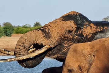 4-Day Safari Adventure from Diani Beach to Amboseli