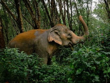 Khaolak Elephant Sanctuary, Cooking Class and Waterfall Tour