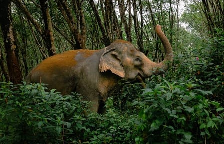 Khaolak Elephant Sanctuary, Cooking Class and Waterfall Tour