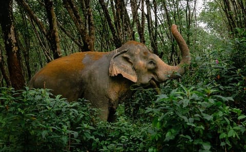 Khaolak Elephant Sanctuary, Cooking Class and Waterfall Tour