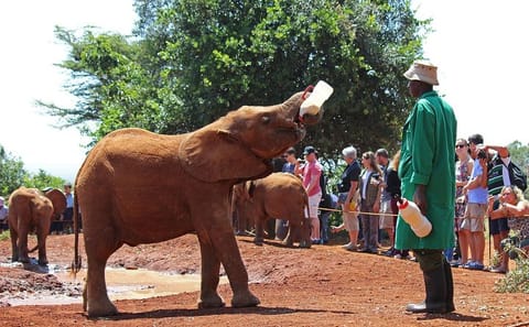 Private Tour of Karen Blixen, Elephant Orphanage & Giraffe Center in Nairobi