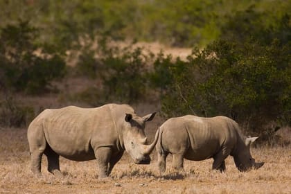 6 Days Rhino Safari to Ol Pejeta Samburu Solio and Aberdares