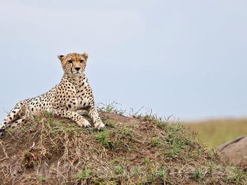 3 Days, 2 Nights Safari – Maasai Mara from Nairobi/Kisumu