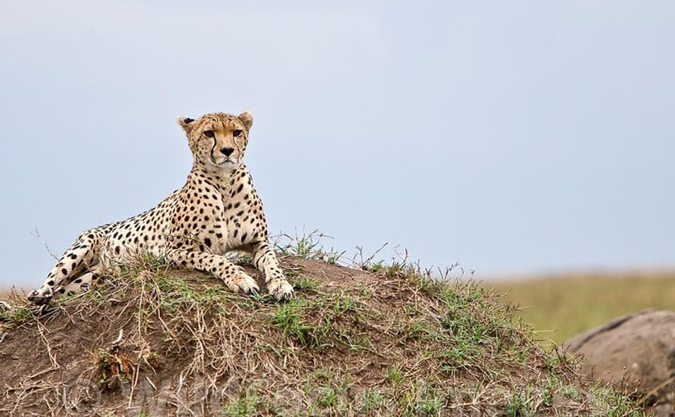3 Days, 2 Nights Safari – Maasai Mara from Nairobi/Kisumu