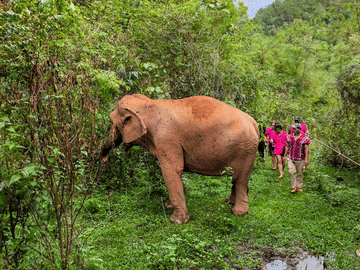 Chiang Mai: Elephant Sanctuary with Lunch Day Tours