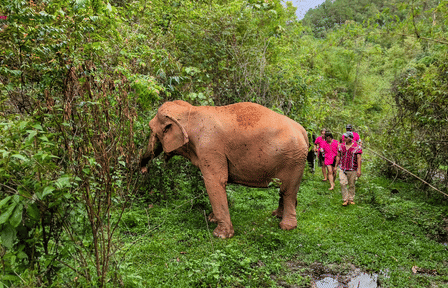 Chiang Mai: Elephant Sanctuary with Lunch Day Tours