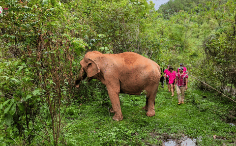 Chiang Mai: Elephant Sanctuary with Lunch Day Tours
