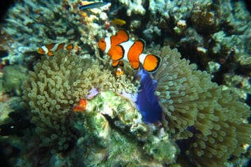 Phuket: Similan Island Snorkeling Adventure full day tour by Sea Star Andaman