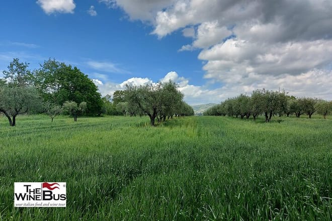 Olive trees