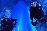 Dubai Aquarium + underwater Zoo &amp; Penguin Cove
