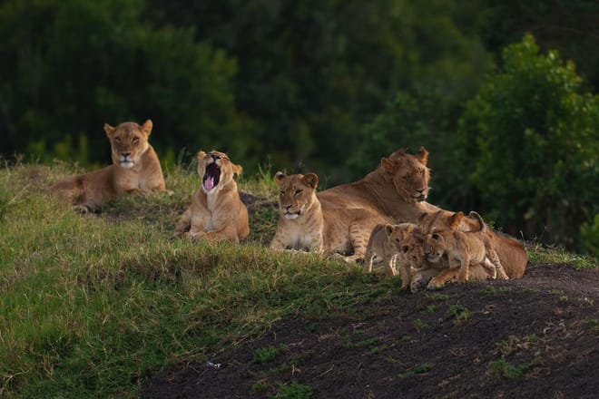 Nanyuki Overnight Safari - Ol Pejeta Conservancy  photo 4