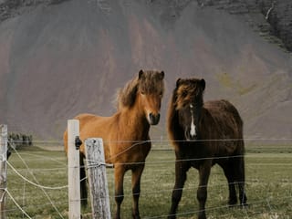 Private Golden Circle Tour With Experienced Tour Guide, photo 13