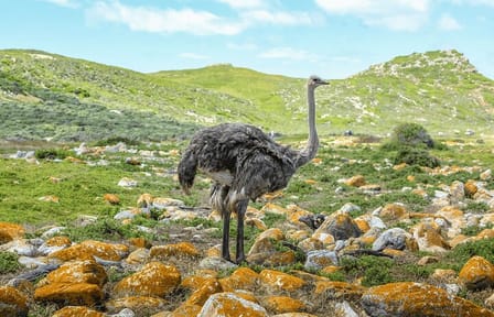 Cape of Good Hope and Boulders Beach full day Group Tour