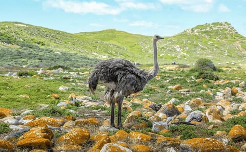 Cape of Good Hope and Boulders Beach Full Day Tour
