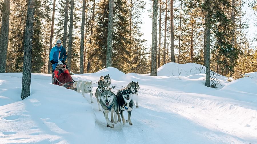 Husky ride, Husky safari, Pure Lapland, Siberian Husky, Rovaniemi Lapland