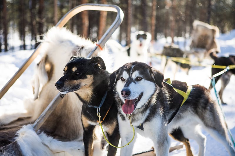 Husky Safari 10 km, photo 9