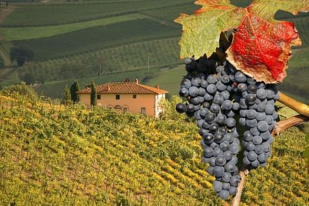 Wonderful Wine & Food Tour of Chianti: Visit 3 Wineries & Enjoy Lunch