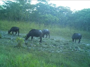 Upemba National Park Safari Expedition – Congo Basin Wetlands & Wildlife Adventure