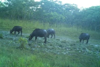 Upemba National Park Safari Expedition – Congo Basin Wetlands & Wildlife Adventure