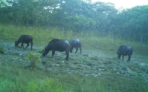 Upemba National Park Safari Expedition – Congo Basin Wetlands & Wildlife Adventure