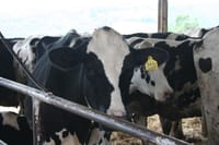 White gold from milk - visit to a typical Santa Caterina cheese dairy 5
